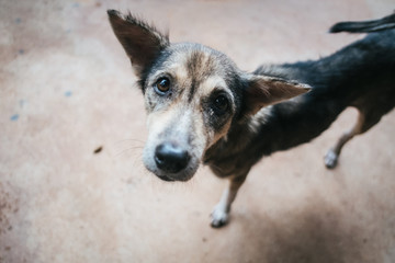 Close up poor skinny dog