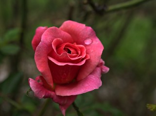 Closeup pink petals of garden rose flower plants with water drops and blurred background ,macro image ,sweet color for card design