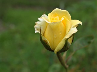 Closeup yellow petals of garden rose flower plants with water drops and blurred background ,macro image ,sweet color for card design