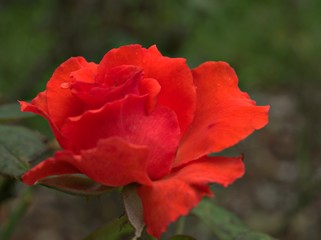 Closeup red petals of garden rose flower plants with blurred background ,macro image ,sweet color for card design