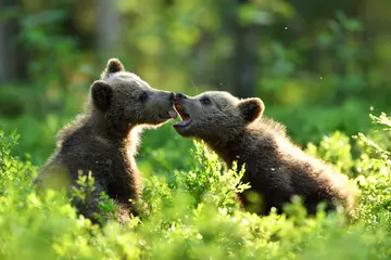 Fototapeten brown bear cubs playing in the summer forest © Erik Mandre