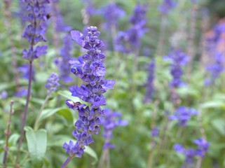 Closeup blue Sage of the diviners , salvia divinorum flower plants with blurred background ,sweet color for card design ,macro image