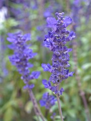 Closeup blue Sage of the diviners , salvia divinorum flower plants with blurred background ,sweet color for card design ,macro image