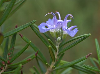 Closeup purple flower of Rosemary plants in garden with blurred background ,macro image 