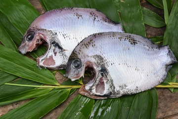 Cleaned fish raw Pearl spot, Karimeen in Kerala India. Fresh seafood ingredients of very popular...