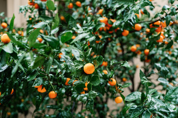 Many ripe orange tangerines on the branches of a tree covered with raindrops.