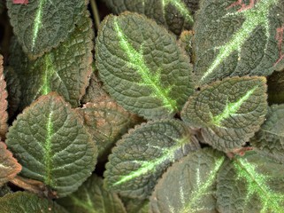 Closeup green leaf of Episcia plants with macro image ,leaves blurred background 