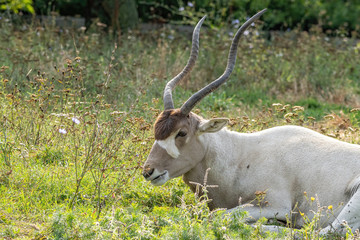Curved horned antelope Addax (Addax nasomaculatus) It is listed a critically endangered species.