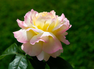 Fototapeta premium Rose 