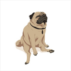 Cute fawn pug dog pet. Adorable friendly purebred chubby domestic animal in funny pose cartoon vector illustration isolated on white background