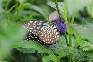 Fototapeta na wymiar A Butterfly with blue shapes in his wings is foraging on a purple flower in a greenhouse in the Cameron Highlands in Malaysia