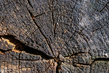 Wooden surface. Empty plank wooden wall texture background