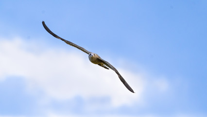 A young gull in flight