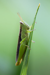 green grasshopper on a leaf