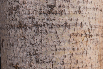 Old Wood Birch Tree Texture Background Pattern. Relief texture of bark of tree.
