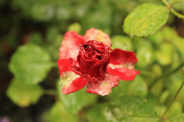 Red rose with some water drops on the petal in a rose’s garden in the Cameron Highlands in Malaysia