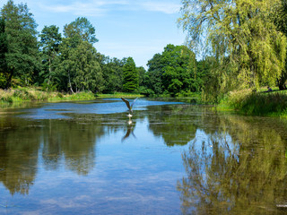 Fototapeta na wymiar Peaceful lake in the Yorkshire Arboretum, North Yorkshire, England, on a sunny summer day