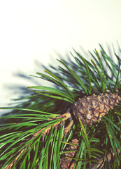 Branch of green pine tree with cones against white - grey background. Closeup. New year and Christmas decoration. Greeting card. Winter holidays. Christmas wallpaper.  