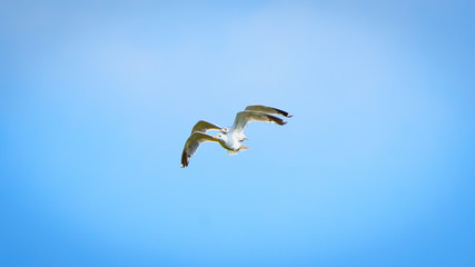 Two gulls flying in synchrony 