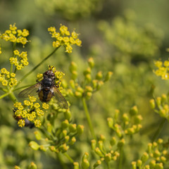 Insects from the forest up close