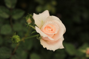 Pink rose with some water drops on the petal in a rose’s garden in the Cameron Highlands in Malaysia