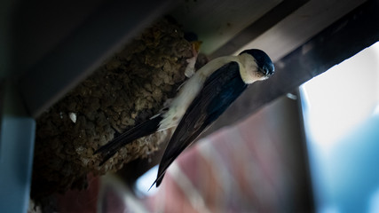 A swallow looking after its young