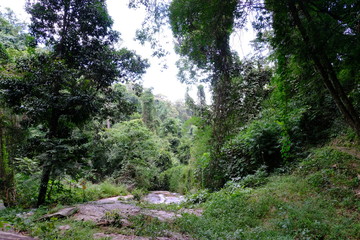 forest in the morning