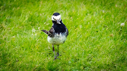 A pied wagtail with a fly in its mouth
