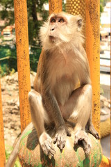 A monkey sitting on a spherical metallic ball and staring on the right