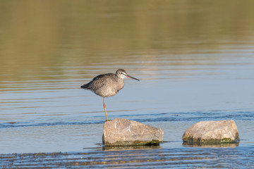 Spotted Redshank in water (Tringa erythropus)