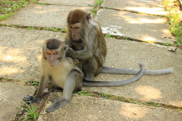 A monkey search for bugs into the fur of another one in a pavement of a path in Bako island Malaisia