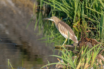 Squacco heron (ardeola ralloides) wild bird