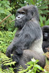 Silberrücken in Ruanda