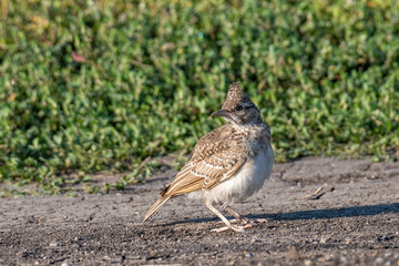 Crested Lark or Galerida Cristata outdoor in nature