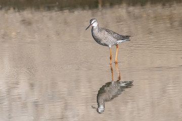 Spotted Redshank in water (Tringa erythropus)