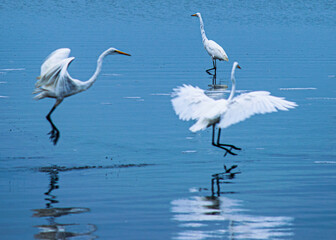 heron water ballet