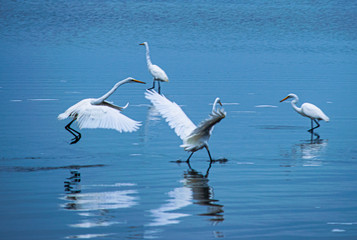 White egrets water dancing