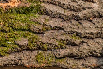 Embossed texture of brown tree bark with green moss. Horizontal photography of texture of tree bark. Embossed creative texture of old oak bark.
