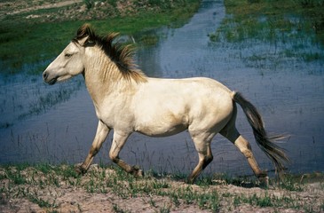 Island Pony, Adult near Water