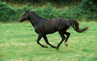 Obraz na płótnie Canvas Shagya Horse, Adult Galloping through Meadow