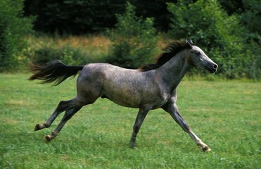 Obraz na płótnie Canvas Shagya Horse, Adult Galloping through Meadow