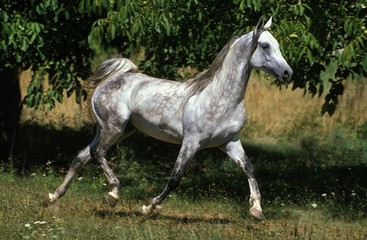 Obraz na płótnie Canvas Arabian Horse, Adult Trotting in Meadow