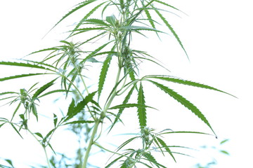The marijuana plant and leave