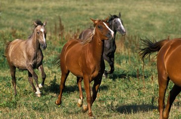 Fototapeta premium Arabian Horse, Herd moving through Meadow
