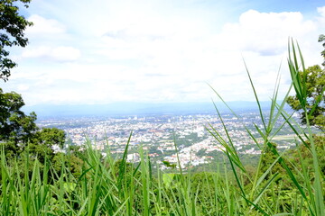 green grass and blue sky