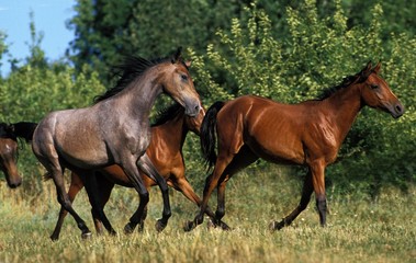 Arabian Horse, Herd Galloping in Meadow