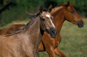 Fototapeta na wymiar Arabian Horse, Horses standing in Meadow