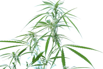 The marijuana plant and leave
