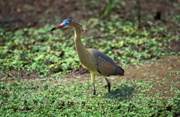 Naklejka premium Whistling Heron, syrigma sibilatrix, Adult standing in Swamp, Pantanal in Brazil