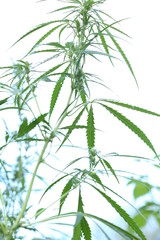 The marijuana plant and leave